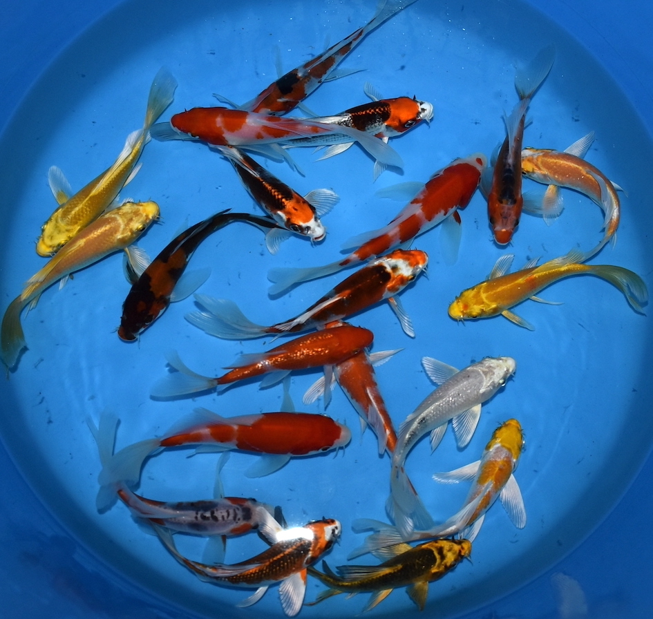 KOI 1530cm KOI Leitgeb