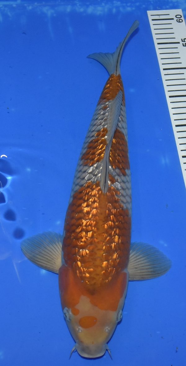 Gr Ochiba Nisai 46cm weibl.Maruhiro