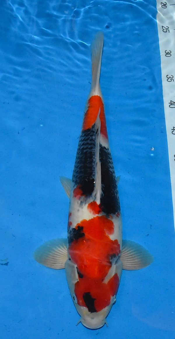 Nisai Showa 46cm weibl. Marusai