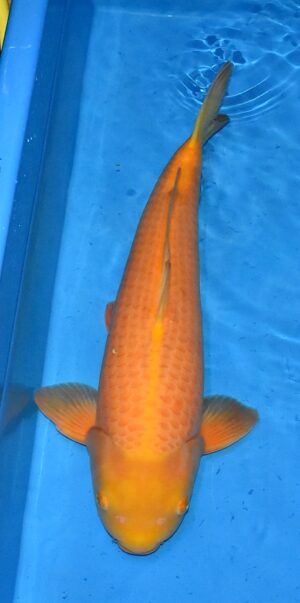 Nisai Mango Karashi von Sakai 56cm
