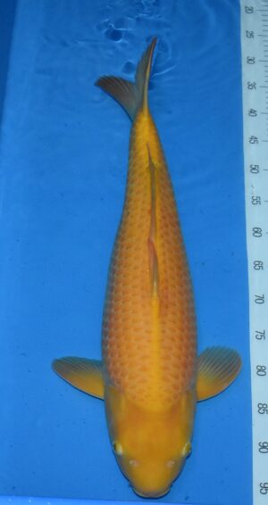 Nisai Mango Karashi von Sakai 60cm reserviert