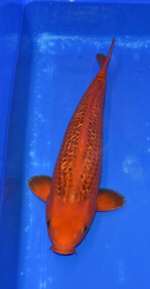 GR Aka Matsuba Nisai 45cm Maruhiro männl.