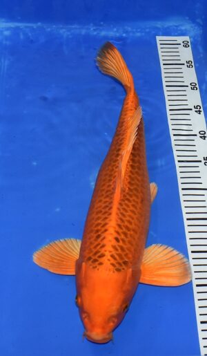 Kin Matsuba Nisai 46cm weibl. Maruhiro