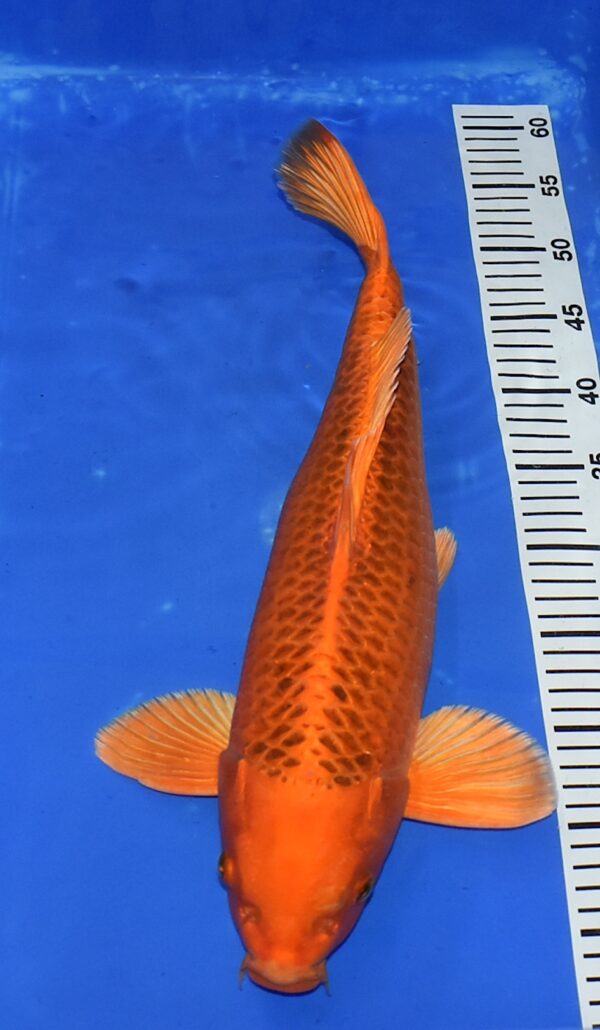 Kin Matsuba Nisai 46cm weibl. Maruhiro