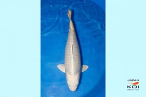 Mukashi Sansai 67cm Marudo