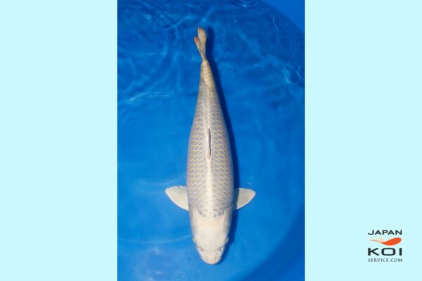 Mukashi Sansai 67cm Marudo