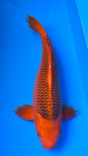 Aka Matsuba 50cm weibl. Maruhiro