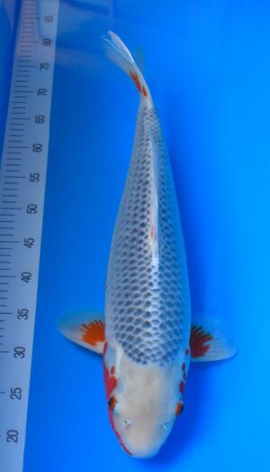 Asagi 56cm weibl. Oya