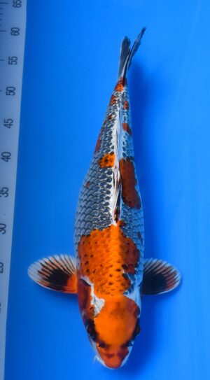 Beni Ginga 45-50cm weibl. Kanno