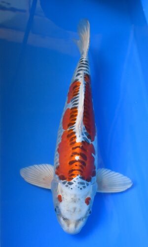 Beni Kikokuryu 53cm weibl.Maruhiro