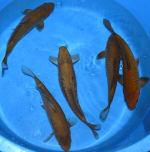 Big Scale Chagoi 30-35cm Marusai