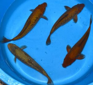 Big Scale Chagoi 35-40cm Marusai