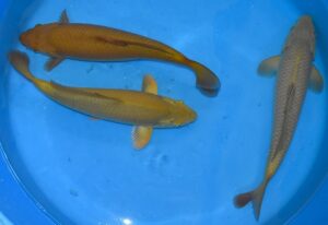 Chagoi-Mix 36-40cm Marusai