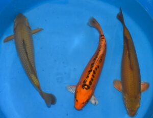 Chagoi+Mizuho 36-40cm Marusai