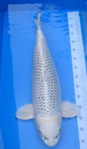 Gin Matsuba 66cm weibl. von Sakazume