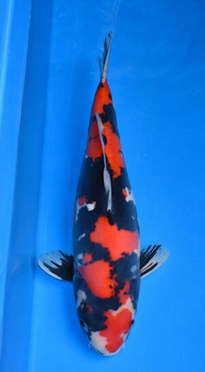 HQ Doitsu Showa 52cm weibl. von Hiroi