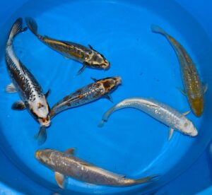 Doitsu Big Scale Mix 30-35cm Ikarashi T.