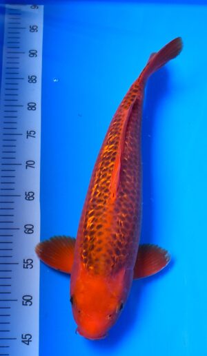 GR Aka Matsuba 47cm männl. Maruhiro