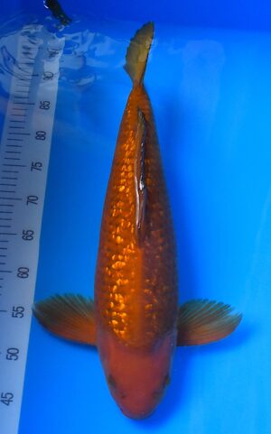 GR Braun Chagoi 49cm männl. Maruhiro