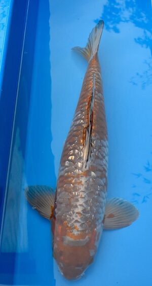 GR Kogane Ochiba Big Scale 69cm Ikarashi O. weibl.