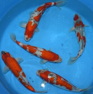 Goshiki 32-35cm Kawakami