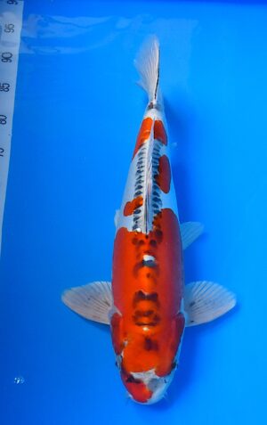 HQ Beni Kikokuryu 45-50cmmännl. Ikarashi O.