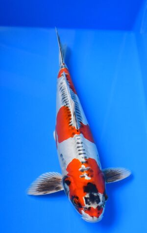 HQ Beni Kikokuryu männl. 45-50cm Ikarashi O.