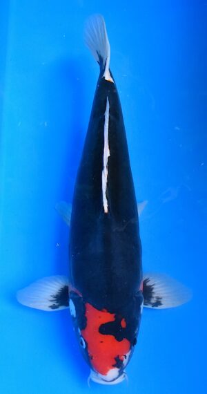 HQ Beni Kumonryu 53cm Ikarashi O.