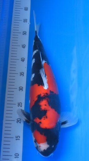 HQ Doitsu Showa 47cm weibl. Hiroi