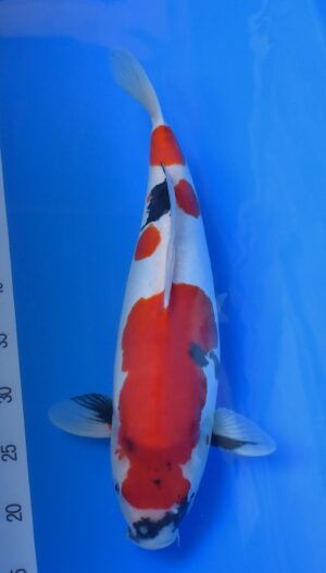 HQ Doitsu Showa 47cm weibl.Hiroi