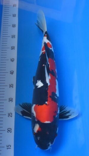 HQ Doitsu Showa 48cm weibl.Hiroi