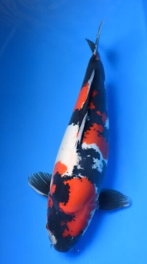 HQ Doitsu Showa 52cm Hiroi