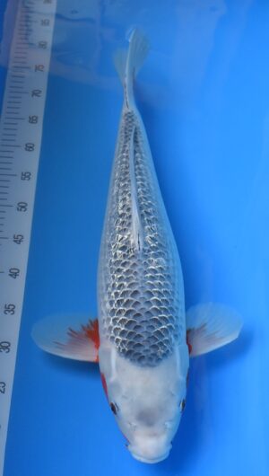 HQ GR Asagi 62cm weibl. Oya