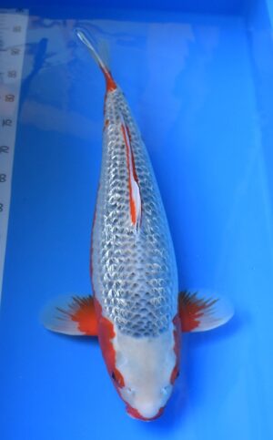 HQ Gr Asagi 58cm Oya weibl.