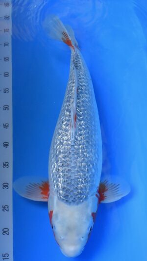 HQ Gr Asagi 62cm Oya weibl.