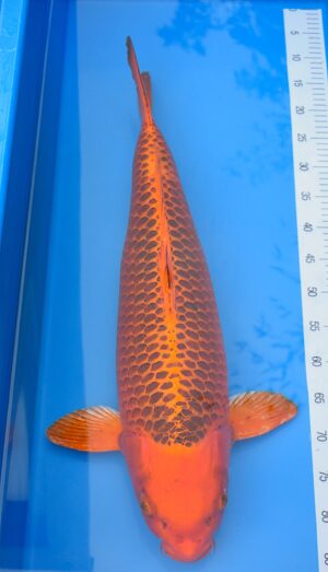 HQ Kin Matsuba 74cm Marusai weibl.