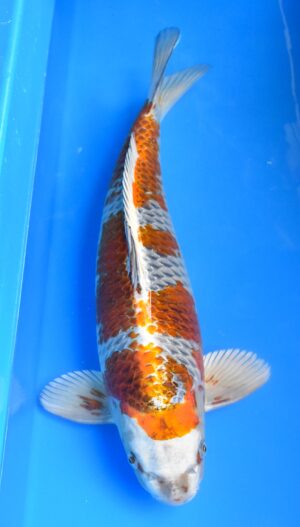 HQ Kogane Ochiba weibl. 61cm Ikarashi O.