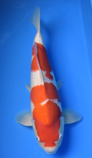 HQ Kohaku 53 - 55cm Nagoshi