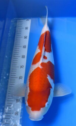HQ Kohaku 53-55cm weibl. Nagoshi