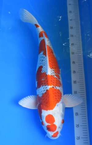 HQ Kujaku 64cm Marusai weibl.