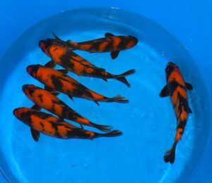 Hi Utsuri 30-35cm Ikarashi T.