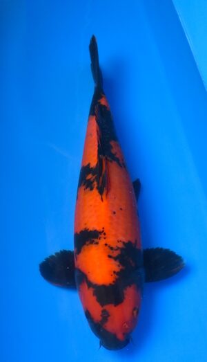 Hi Utsuri 45-50cm weibl. Shinoda