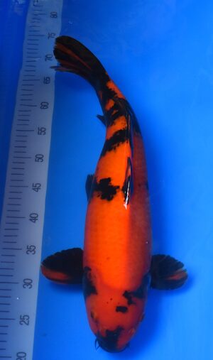 Hi Utsuri 51cm männl. Shinoda