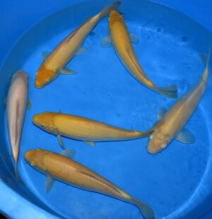 Karashigoi 30-35cm Yagenji