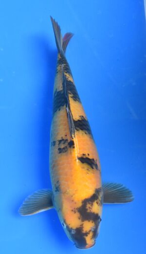 Ki Utsuri 54cm weibl. Maruhiro