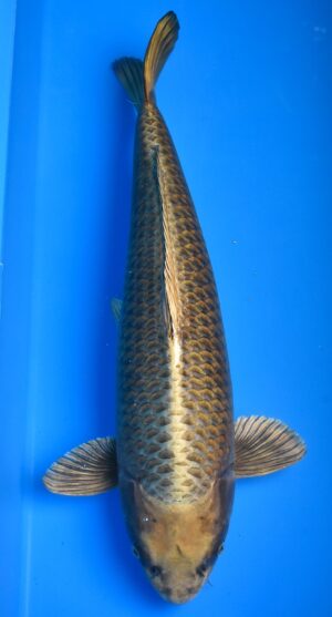 Kin Kabuto 66cm.weibl. Miyatora