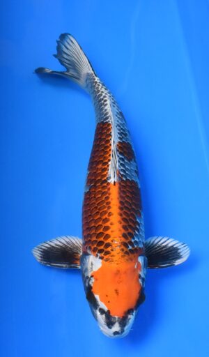 Kogane Ochiba 49cm Maruhiro weibl.