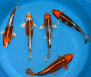 Kujaku 30-35 cm Saito