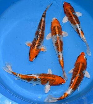 Kujaku 30-35cm Saito