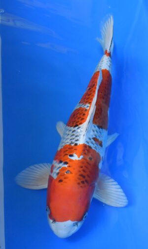 Kujaku 50-55cm weibl. Wada